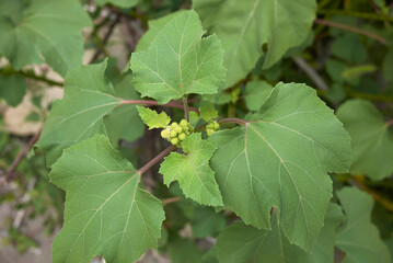 Xanthium orientale italicum 