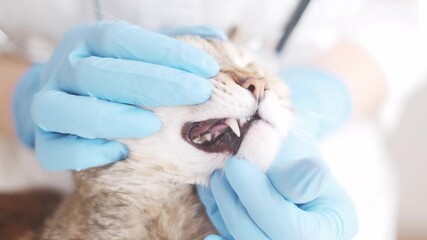 Veterinarian examines the canines in the mouth of a cat in a veterinary clinic.