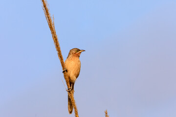 Striated Babbler alert lookout perched