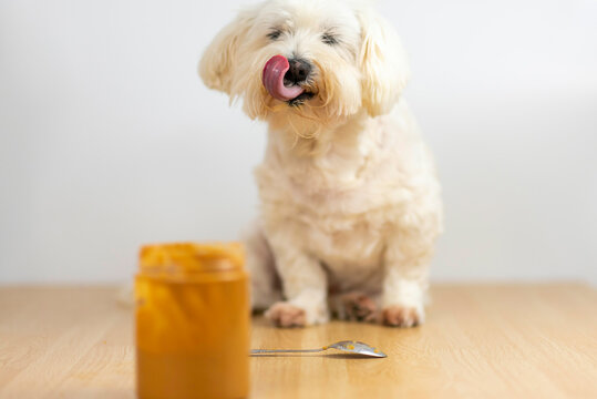 Bich&oacute;n malt&eacute;s comiendo crema de cacahuete.