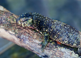 Chinese crocodile lizard.
 It is found only in cold forests in southern China and northern Vietnam. It hunts insects, snails, tadpoles and worms. Refers to oviparous lizards. listed in CITES.