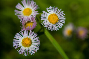 Obraz premium Multiple Daisy Fleabane Blossoms