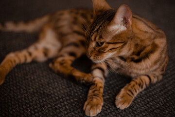 Fototapeta na wymiar bengal cat portrait