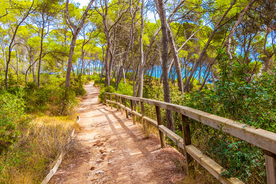 Natural walking path in the forest of Parc natural de Mondrag&oacute; Cala Mondrago Samarador Mallorca.