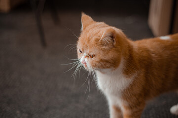 relaxed cat portrait
