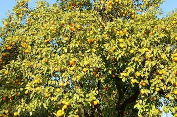 Orange Sevilian tree, Spain