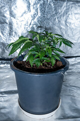 Front photo of a medical marihuana plant inside a special cultivation cabinet.