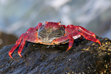 rote_Klippenkrabbe
