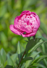 Delicate spring pink peony and fresh tender spring garden. Floral background