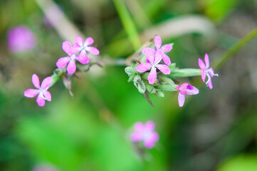 Obraz na płótnie Canvas Deptford Pink flower cluster
