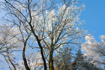 Winter landscape, trees covered with hoarfrost and clear blue sky