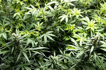 Group of medical marihuana plants inside a special cupboard for cultivation. Selective focus.