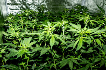 Several medicinal marihuana plants inside a special cultivation cabinet.