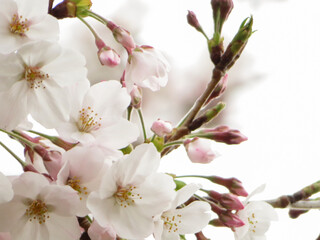 満開の染井吉野の桜の花