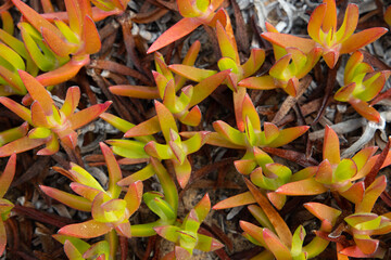 Background of cat's claw (Carpobrotus Edulis)