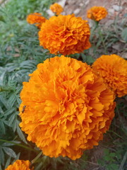 This image taken on 16th January in 2021 in areas  Nirsa Dhanbad Jharkhand . This image is marigold flowers