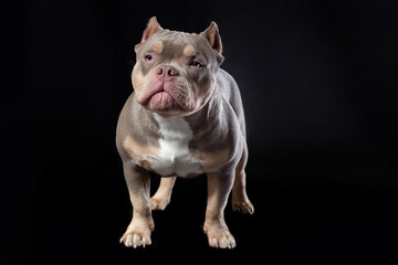 Male dog of american bully breed of lilac tri color standing at the black background at front view