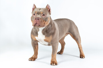 Female dog of american bully breed of lilac tri color standing at the white background with serious...