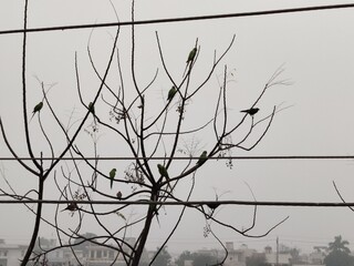 Foggy day
Birds enjoying fog