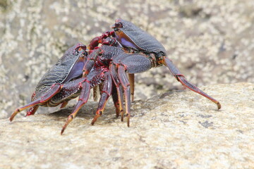 rote Klippenkrabbe