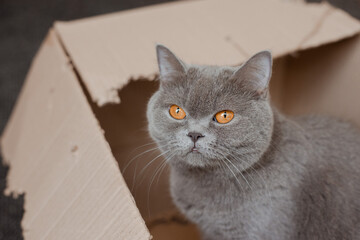 british cat in the box
