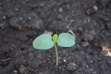The trees in the soil