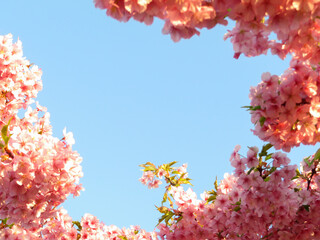 Fototapeta na wymiar 青空に映える満開の河津桜