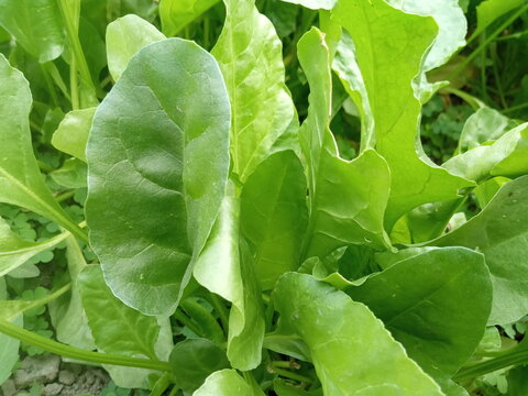 This image taken on 16th January in 2021 in areas  Nirsa Dhanbad Jharkhand . This image is a palang saag