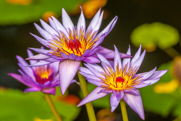 Conservatory Garden in summer with lotus flower