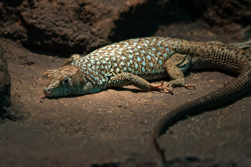 Jayakar's Lizard (Omanosaura jayakari)a green middle eastern lizard sitting in the rocks at night.