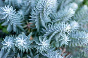 close up of pine needles