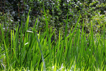 Pond grasses and long bull reeds 