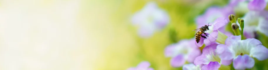 Fotobehang Aard van de bloem en de bij in de tuin met als voorblad achtergrond natuurlijke flora behang of sjabloon brochure bestemmingspagina ontwerp © Fahkamram