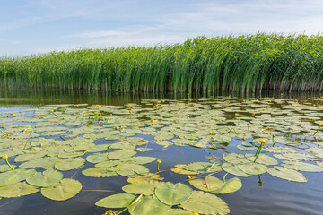 many water lilies on the lake against the background of green reeds and blue sky