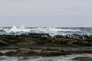 Obraz premium 海鳥と厳冬の波