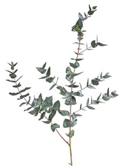 Grey green or glaucous leaves on a branch with side branches of the Eucalyptus tree. isolated on a white background.