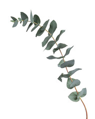 Grey green or glaucous leaves on a branch of the Eucalyptus tree, seen from the side. Isolated on a white background.