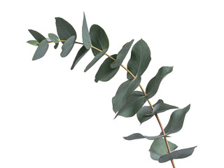 Detailed Grey green or glaucous leaves on a branch of the Eucalyptus tree, seen from the side. Isolated on a white background.