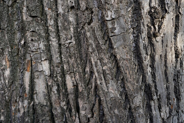 Close up of a tree. Brown tree bark, bark texture, nature, natural bark and moss, bio,