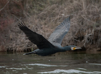 Obraz premium cormoran en vol