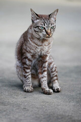 Lovely gray cat sitting at outdoor