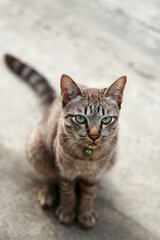 Lovely gray cat sitting at outdoor