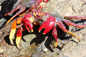 rote_Klippenkrabbe