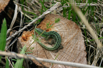 lizard in the grass