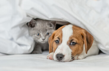 Sad Jack russell terrier puppy and kitten lying together under warm blanket on a bed