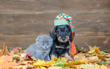 Dachshund puppy wearing warm hat and kitten sit together  on autumn foliage and look at camera