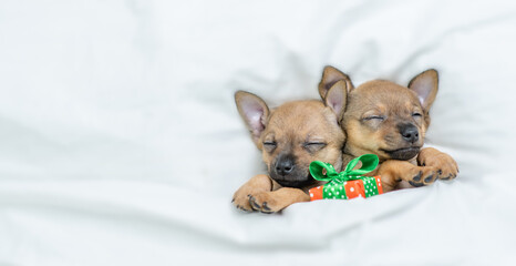 Two Toy terrier puppies sleep under a warm white blanket on a bed at home with gift box. Top down view. Empty space for text