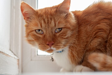 Red domestic cat sitting near window and sadly looking to the camera