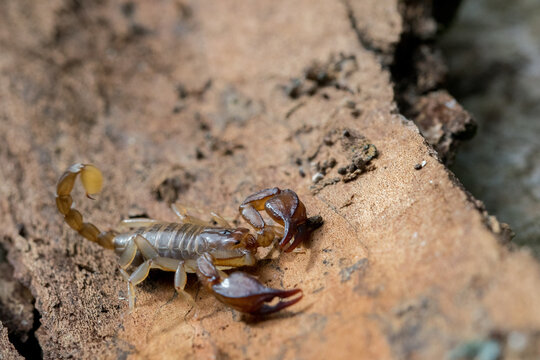 High angle shot of scorpion on a tree log in Maltese Island