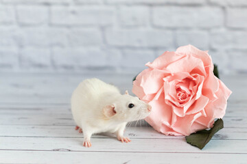 Decorative cute white rat sits next to a rose flower. On the background of a white brick wall. A close-up of a rodent.